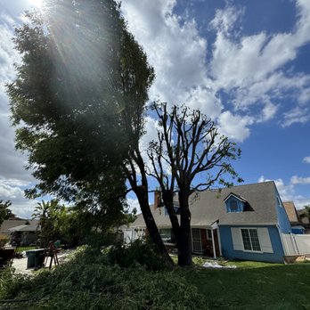 Reg’s Tree Service - Time to do a heavy trim ASH - Tree Services Near Me - Corona, California Reg’s Tree Service - Time to do a heavy trim ASH - Tree Services Near Me - Corona, California