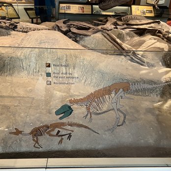 Field Museum - Visualization of which 'bones' are reconstructions vs actual fossil - Museums Near Me - Chicago, Illinois