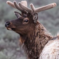Yellowstone Tours From Jackson Hole - Wow! An elk with antlers starting to grow. One inch a day is growth rate!!!