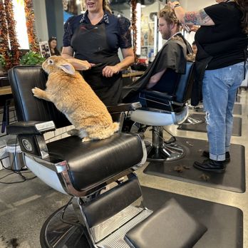 Bishops Cuts/Color - You missed a spot lady - Hair Salons Near Me - Cupertino, California Bishops Cuts/Color - You missed a spot lady - Hair Salons Near Me - Cupertino, California