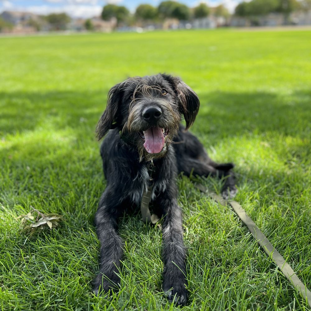 THE BEST 10 PET TRAINING near OAKLEY, CA 94561 - Updated 2026 - Hours - Yelp