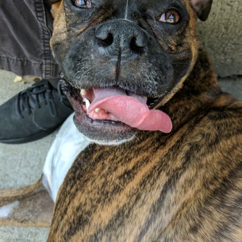 Trusted Animal Services - Pet Sitting Near Me - Walnut Creek, California Trusted Animal Services - Pet Sitting Near Me - Walnut Creek, California