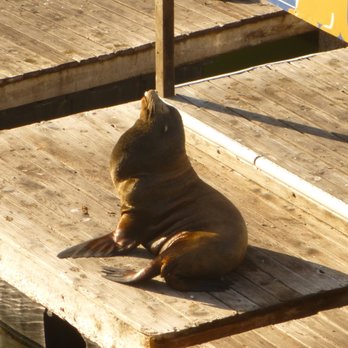 Sea Lion Center - Museums Near Me - San Francisco, California