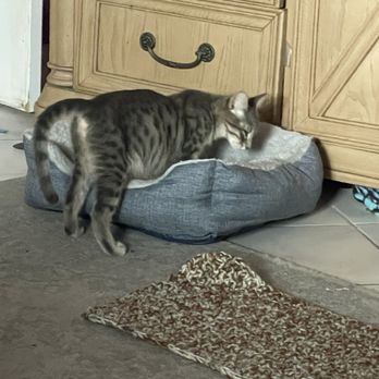 Pet Rescue By Judy - Delle making biscuits just days before - Animal Shelters Near Me - Sanford, Florida Pet Rescue By Judy - Delle making biscuits just days before - Animal Shelters Near Me - Sanford, Florida