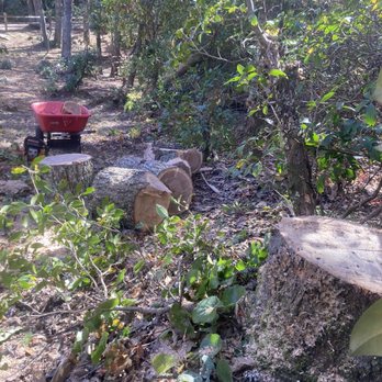 WNC Cruz Tree Service - Logs left behind we had to haul off - Tree Services Near Me WNC Cruz Tree Service - Logs left behind we had to haul off - Tree Services Near Me
