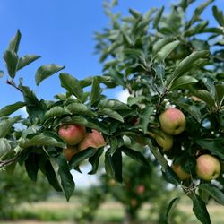 Melick Orchards