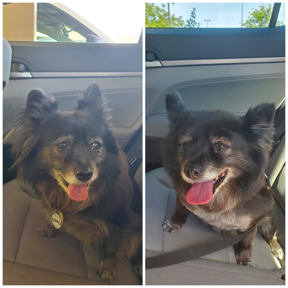 Petco - So fresh and so clean clean! - Pet Training Near Me - West Sacramento, California Petco - So fresh and so clean clean! - Pet Training Near Me - West Sacramento, California