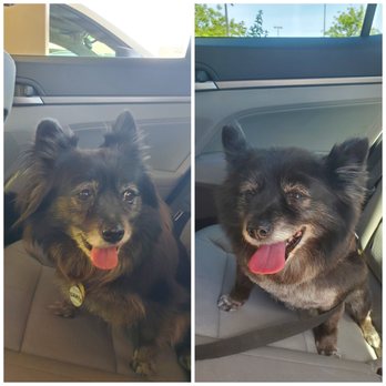 Petco - So fresh and so clean clean! - Pet Training Near Me - West Sacramento, California Petco - So fresh and so clean clean! - Pet Training Near Me - West Sacramento, California
