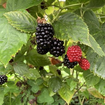 Mackintosh Fruit Farm - Blackberries - Farmers Market Near Me - Berryville, Virginia Mackintosh Fruit Farm - Blackberries - Farmers Market Near Me - Berryville, Virginia