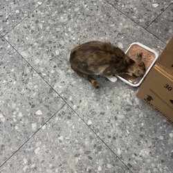 215 Fine Food Deli - Store cat