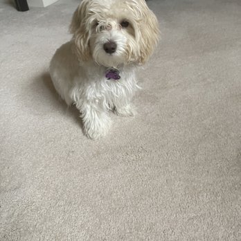 Petco - Didn't trim his face - Pet Stores Near Me - Willowbrook, Illinois Petco - Didn't trim his face - Pet Stores Near Me - Willowbrook, Illinois