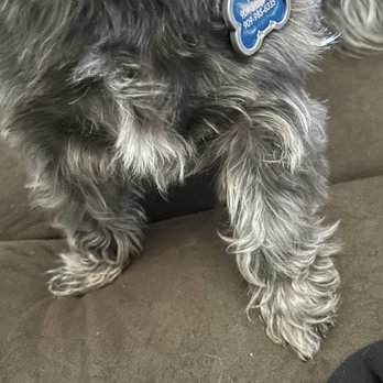 Pet5150 - Sophia - Pet Groomers Near Me - Fort Mohave, Arizona Pet5150 - Sophia - Pet Groomers Near Me - Fort Mohave, Arizona