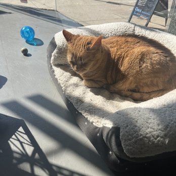 LE CAT CAFE - Updated July 2024 - 142 Photos & 51 Reviews - 2713 W