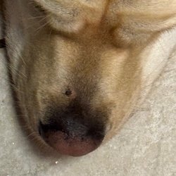 The Balanced K-9 - Wound from paid trainers.