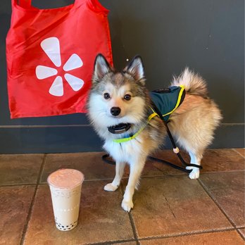 BobaLust - Kirkland - Got an OG milk tea during a Yelp Elite event and @koda.bear.pomsky got to come inside and join too! - Bubble Tea Near Me - Kirkland, Washington