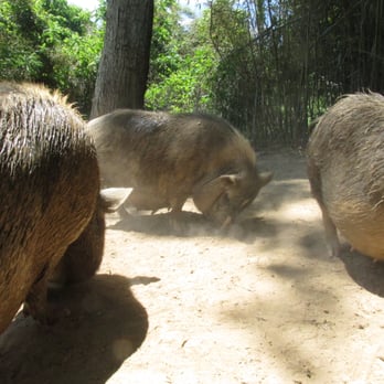 Natural Bridge Zoo - Potbelly pigs! - Zoos Near Me - Natural Bridge, Virginia Natural Bridge Zoo - Potbelly pigs! - Zoos Near Me - Natural Bridge, Virginia