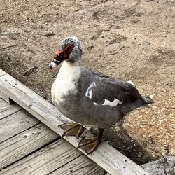 Wall Doxey State Park - Friendly duck