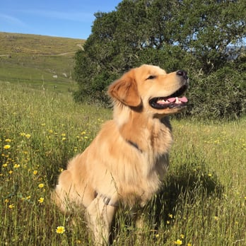 Doggie Styles - Porter fresh from the groomers! - Pet Groomers Near Me - Mill Valley, California