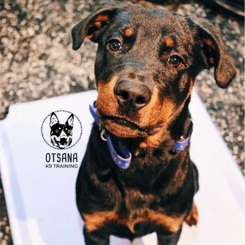 Otsana K9 Training - Zeus is a rotty puppy who needs to know impulse control and of corse obedience - Pet Training Near Me Otsana K9 Training - Zeus is a rotty puppy who needs to know impulse control and of corse obedience - Pet Training Near Me
