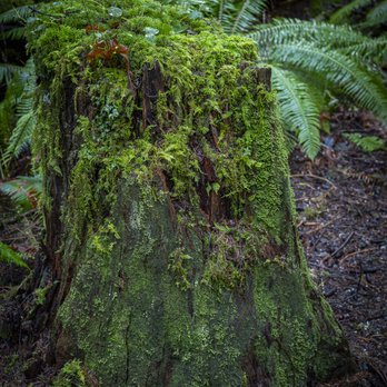 Evergreen Escapes - Tours Near Me - Seattle, Washington Evergreen Escapes - Tours Near Me - Seattle, Washington
