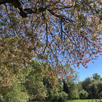 Rossmoor Bar - Love the spring colors - Parks Near Me - Rancho Cordova, California