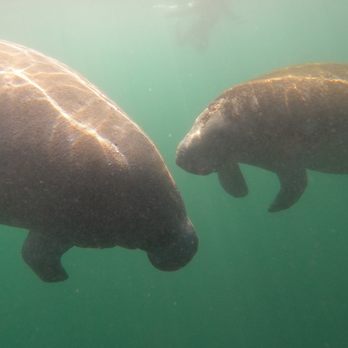 Fun 2 Dive Manatee Tours - a mom and her calve - Snorkeling Near Me - Crystal River, Florida