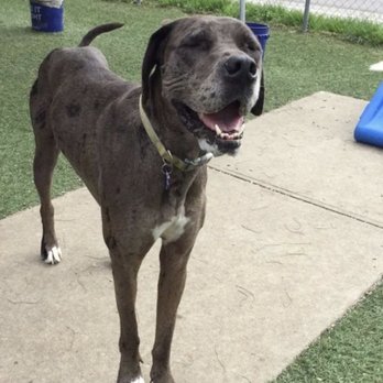 Fantastic Fido's - Snapchat view of Dog in play area - Pet Sitting Near Me - Saint Joseph, Missouri