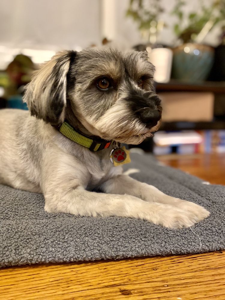 ORIGINAL GROOMING Updated September 2024 65 Photos & 81 Reviews