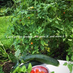 Napoli Pizza - Our on-site garden. Can't get any fresher