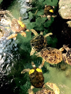 Port Of Nagoya Public Aquarium by null