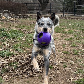 Focused Canine Academy - Pet Training Near Me Focused Canine Academy - Pet Training Near Me