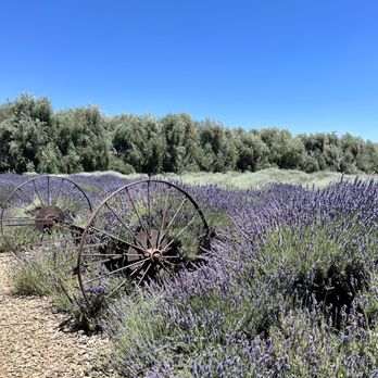 Lavender Festival - Festivals Near Me - Cherry Valley, California Lavender Festival - Festivals Near Me - Cherry Valley, California