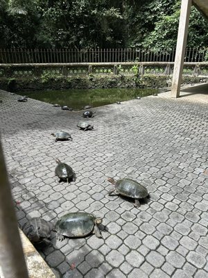 Sam Poh Tong Temple by null