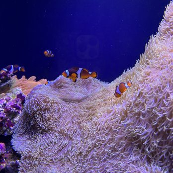 Seattle Aquarium - Aquariums Near Me - Seattle, Washington