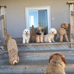 Doggie Basics