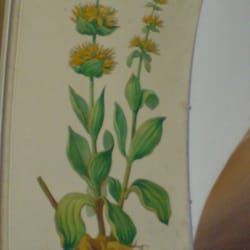 Farmacia Santa Maria della Scala