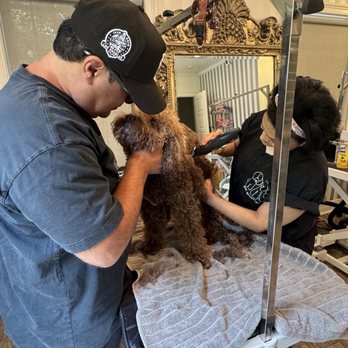 MFD Grooming & Wellness - Mr Max - Pet Groomers Near Me MFD Grooming & Wellness - Mr Max - Pet Groomers Near Me