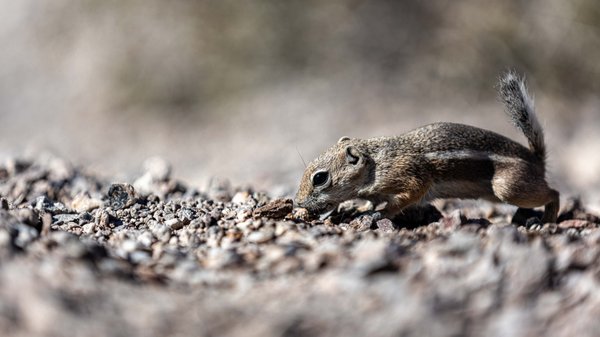 Red Rock Canyon by null