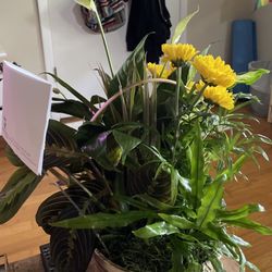 Merrimon Florist - Plant dish