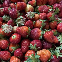 Magee Farms - Strawberries