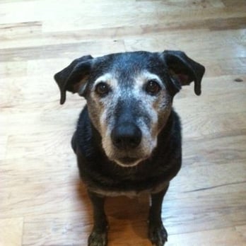 While You Are Away Pet Services - Stella! - Dog Walkers Near Me - Antioch, Tennessee While You Are Away Pet Services - Stella! - Dog Walkers Near Me - Antioch, Tennessee