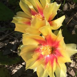 Cottonwood Park Trail - Prickly Pear Cactus Flowers