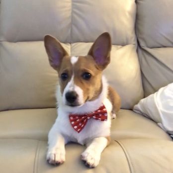 Nurtured Paws Mobile Spa - Pet Groomers Near Me