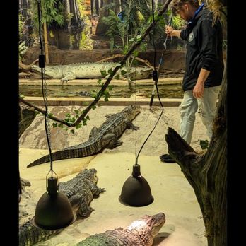 San Antonio Aquarium - Gators, too! - Aquariums Near Me - Leon Valley, Texas San Antonio Aquarium - Gators, too! - Aquariums Near Me - Leon Valley, Texas
