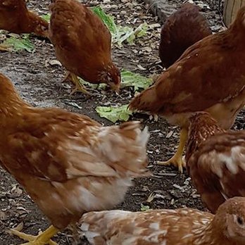 Prudent Produce - Our egg layers. - Food Delivery Services Near Me - Elkhart, Iowa Prudent Produce - Our egg layers. - Food Delivery Services Near Me - Elkhart, Iowa
