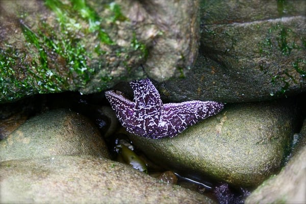 Salt Point State Park by null