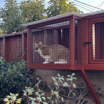 Catio Guy - Pet Services Near Me Catio Guy - Pet Services Near Me
