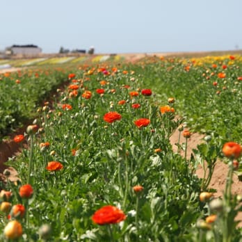 The Flower Fields - Ranunculus Fields - Venues & Event Spaces Near Me - Carlsbad, California
