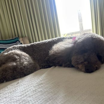 Pawfect Express Pet Spa - Pet Groomers Near Me - Montebello, California