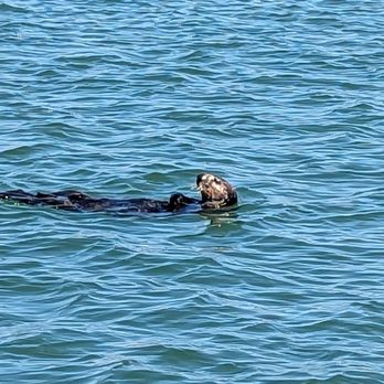 Monterey Bay Eco Tours - One of the many sea otters we saw. - Boat Tours Near Me - Moss Landing, California Monterey Bay Eco Tours - One of the many sea otters we saw. - Boat Tours Near Me - Moss Landing, California